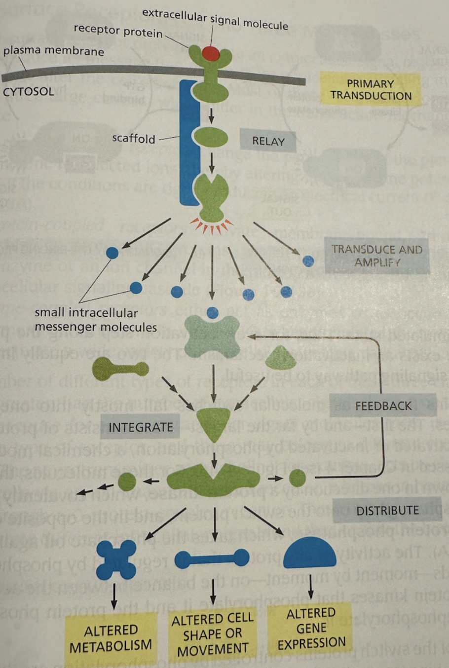 Cellular feedback loop