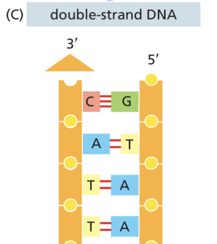 DNA double helix and mirrored hard drives