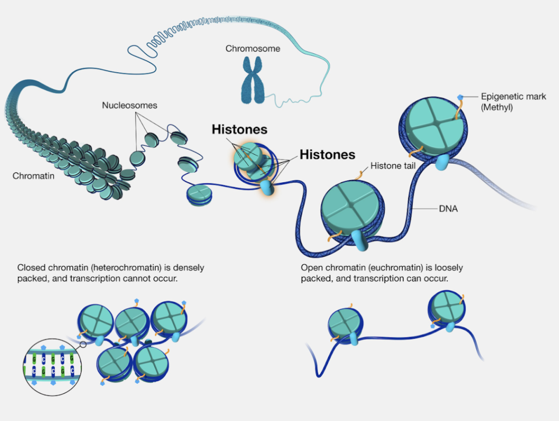 Histones and chromatin