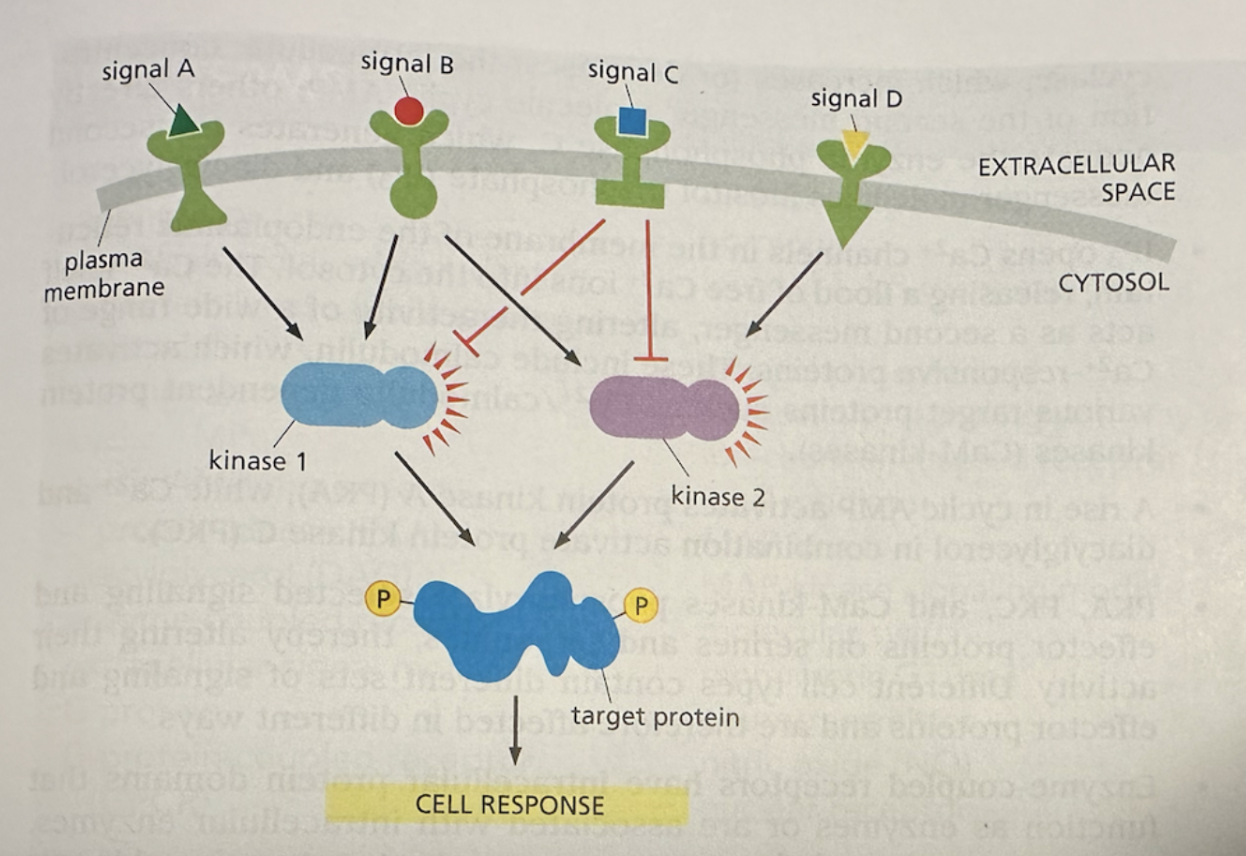 Kinase signaling cascade