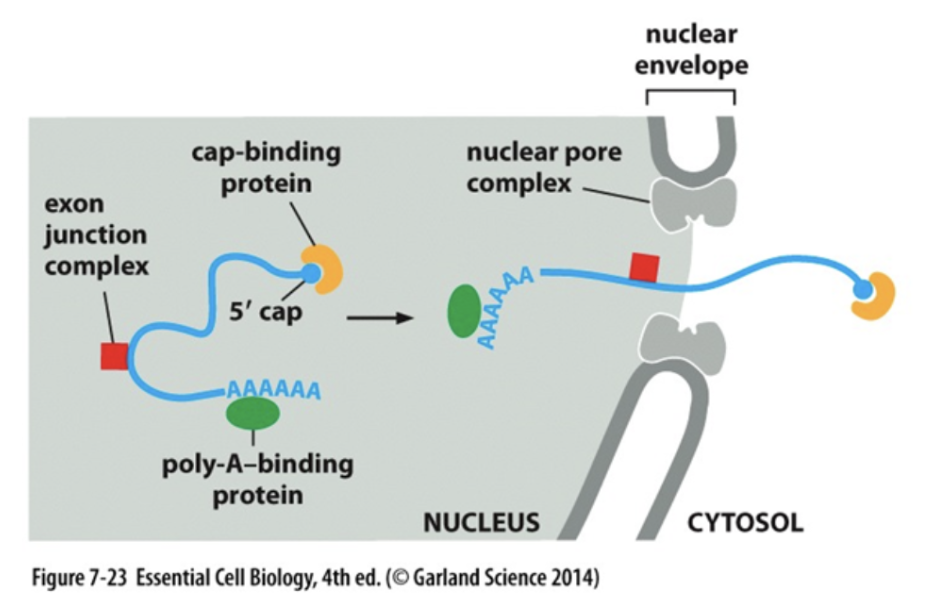 Polyadenylation illustration